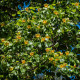 Liliovník tulipánokvětý - Liriodendron tulipifera - osivo liliovníku - 10 ks