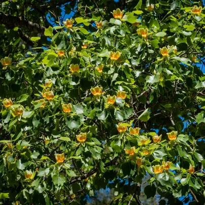 Liliovník tulipánokvětý - Liriodendron tulipifera - osivo liliovníku - 10 ks