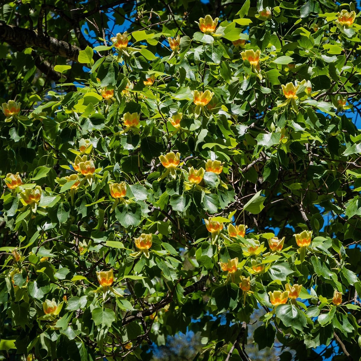 Liliovník tulipánokvětý - Liriodendron tulipifera - osivo liliovníku - 10 ks