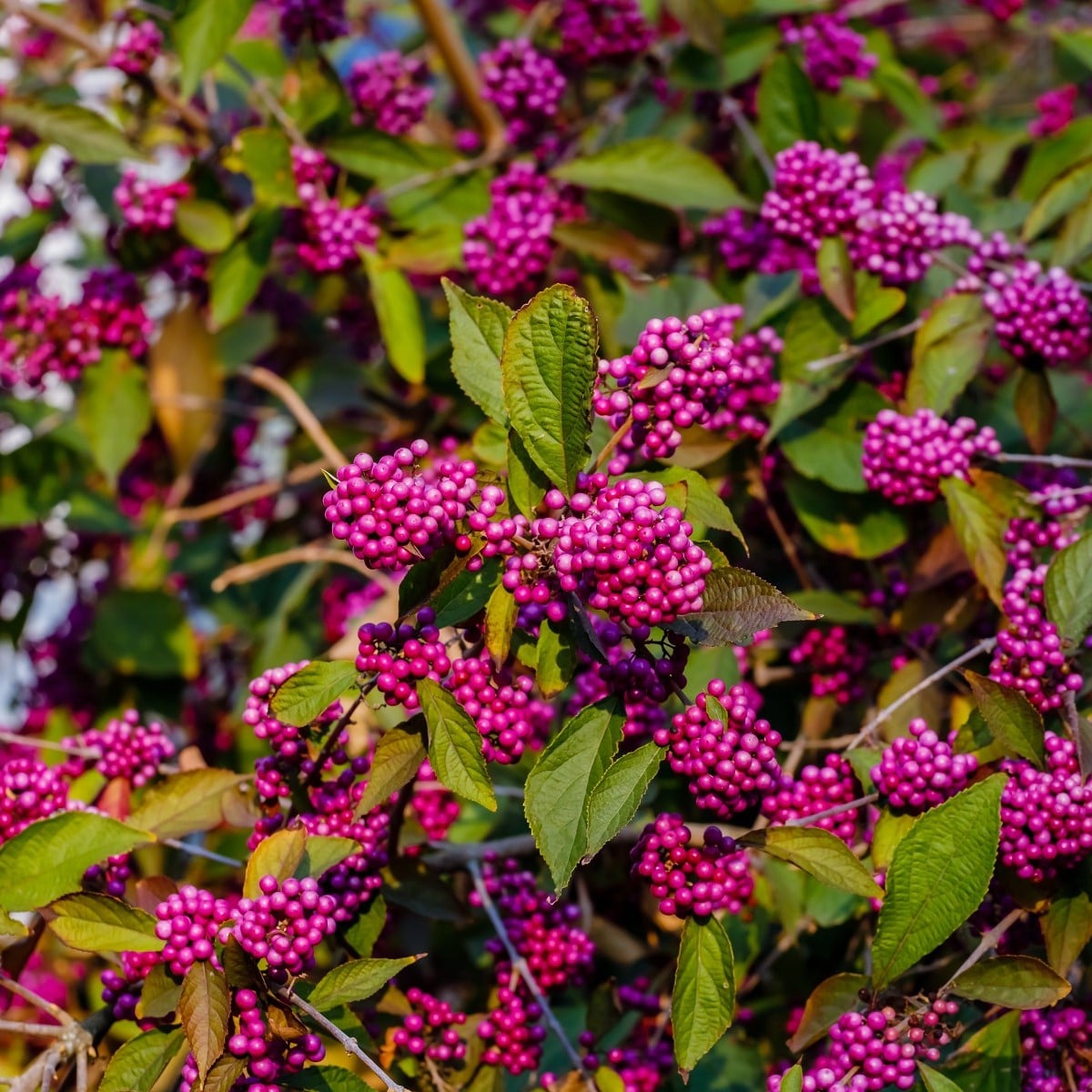 Krásnoplodka – Callicarpa acuminata – osivo krásnoplodky