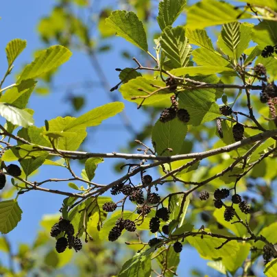 Olše lepkavá - Alnus glutinosa - osivo olše - 8 ks