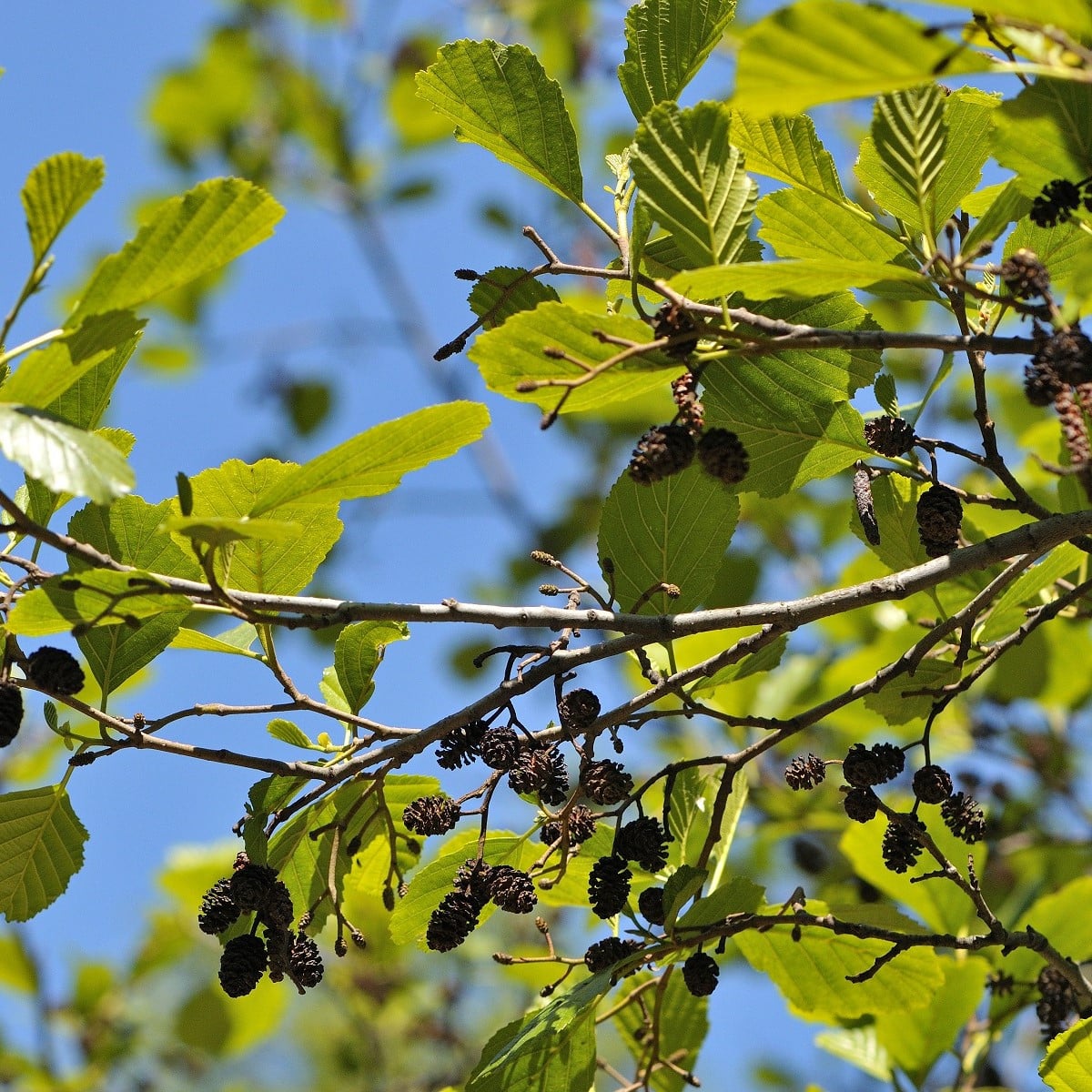 Olše lepkavá - Alnus glutinosa - osivo olše - 8 ks