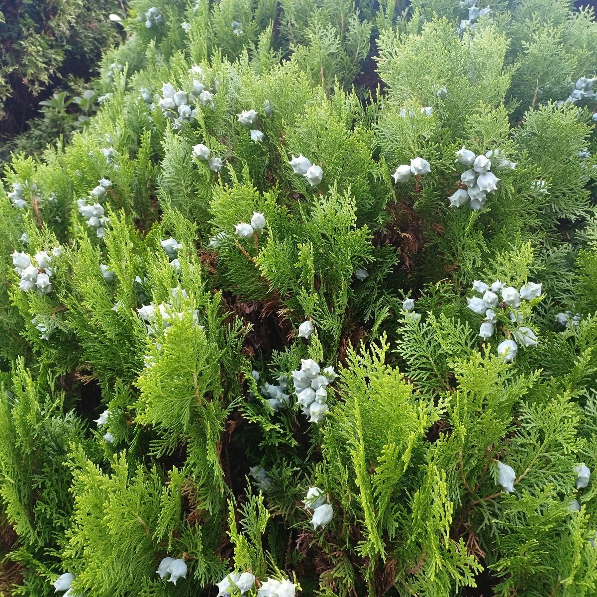 Túje orientální - Platycladus orientalis - osivo túje - 10 ks