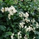 Plamének plotní - Clematis vitalba - osivo plaménku - 12 ks