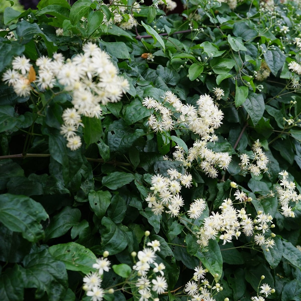 Plamének plotní - Clematis vitalba - osivo plaménku - 12 ks