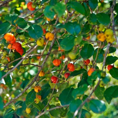 Surinamská třešeň - Martej jednokvětá - Eugenia Uniflora - osivo třešně - 2 ks