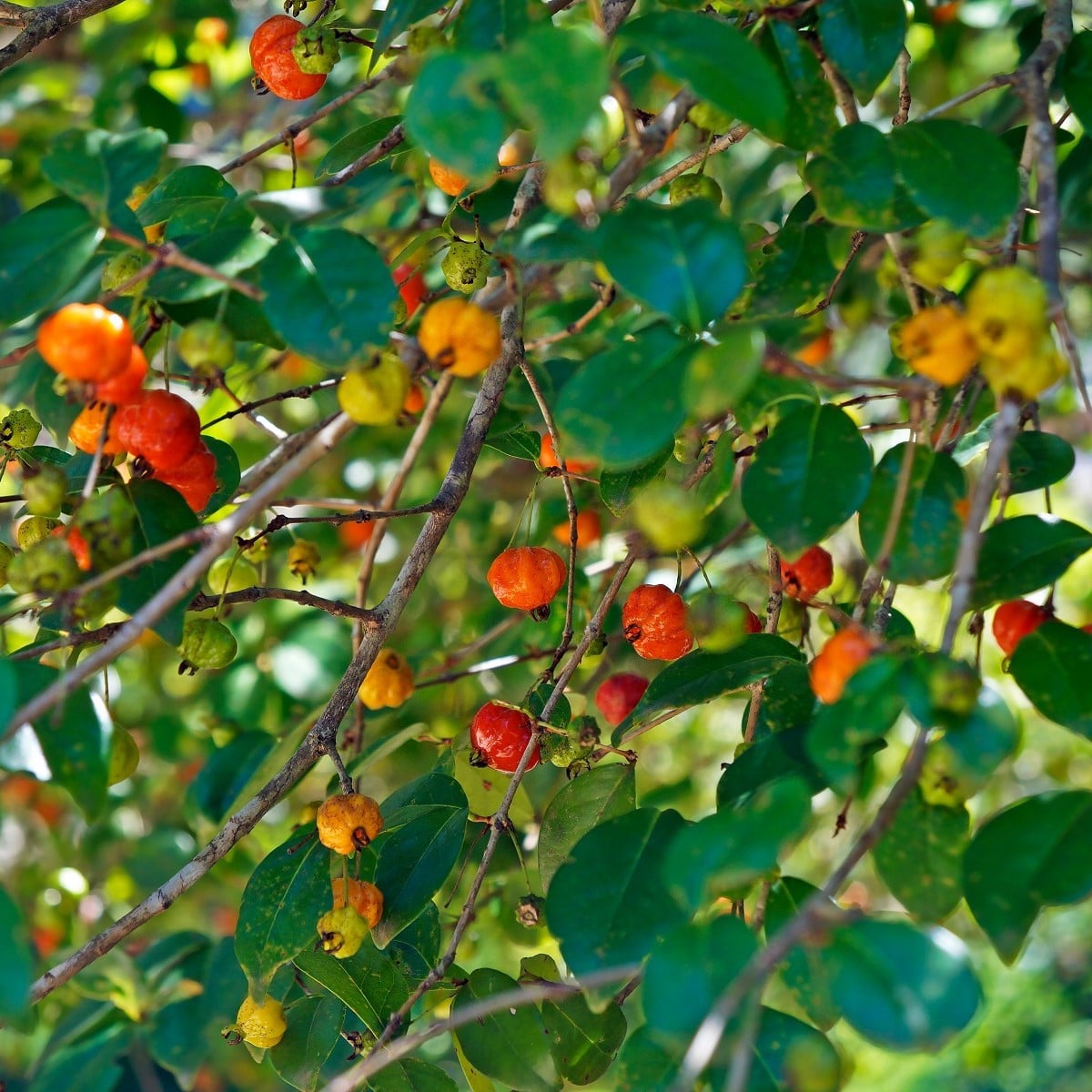 Surinamská třešeň - Martej jednokvětá - Eugenia Uniflora - osivo třešně - 2 ks