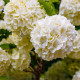 Kalina obecná - Viburnum opulus - osivo kaliny - 5 ks