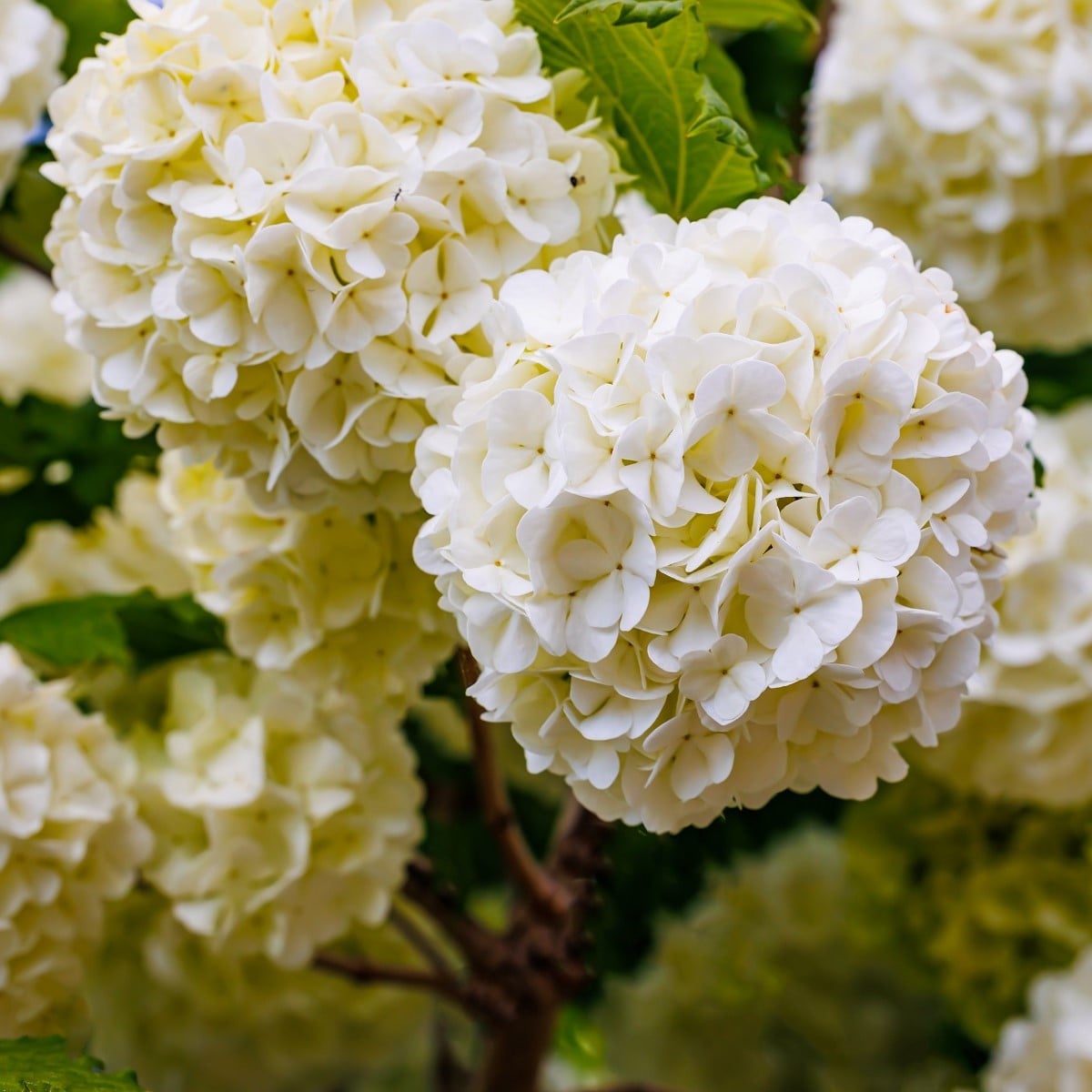 Kalina obecná - Viburnum opulus - osivo kaliny - 5 ks