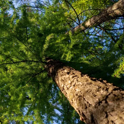 Modřín opadavý - Larix decidua - osivo modřínu - 10 ks