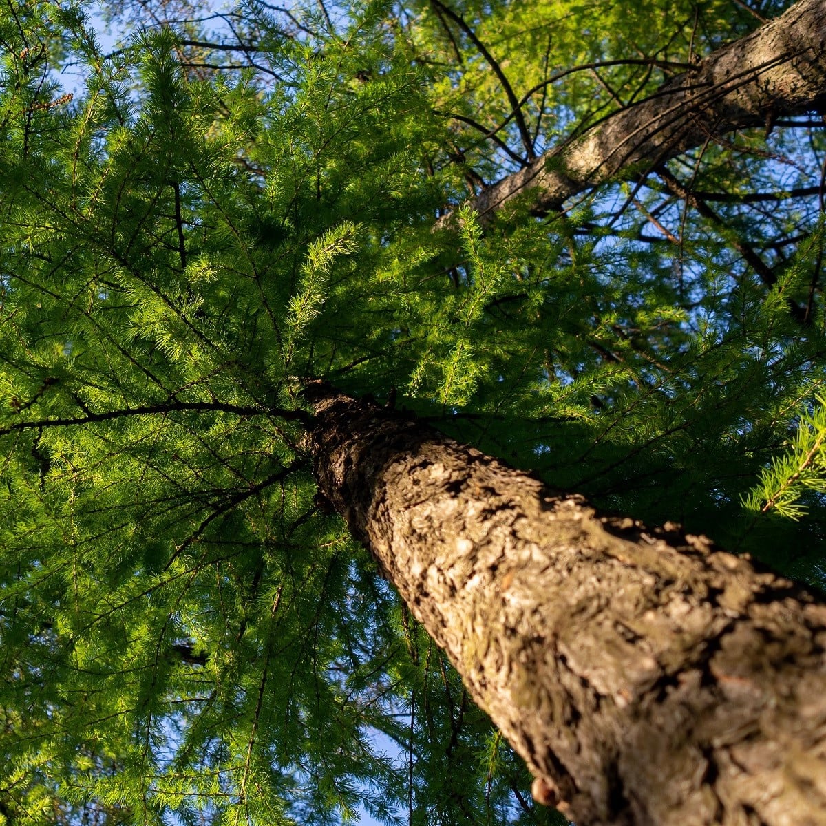Modřín opadavý - Larix decidua - osivo modřínu - 10 ks