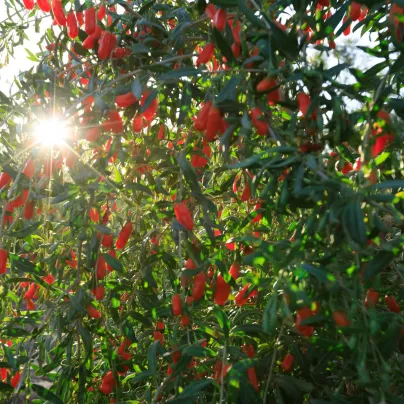 BIO Kustovnice čínská - Goji - Lycium chinense - bio osivo kustovnice - 5 ks
