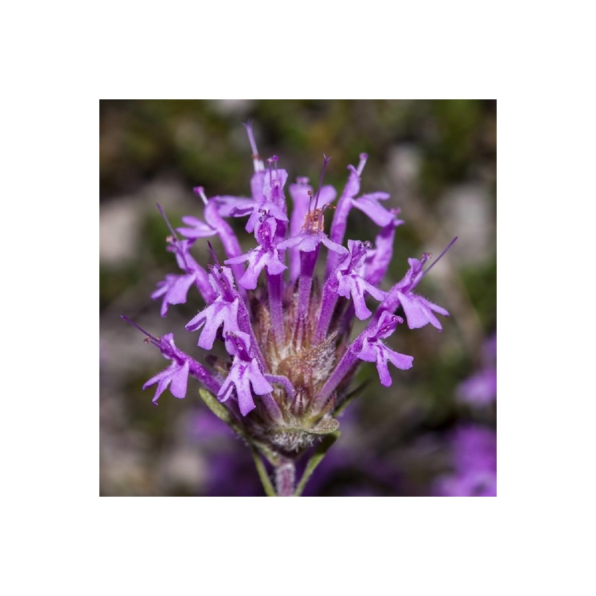 Mateřídouška dlouhokvětá - Thymus longiflorus - osivo mateřídoušky - 50 ks