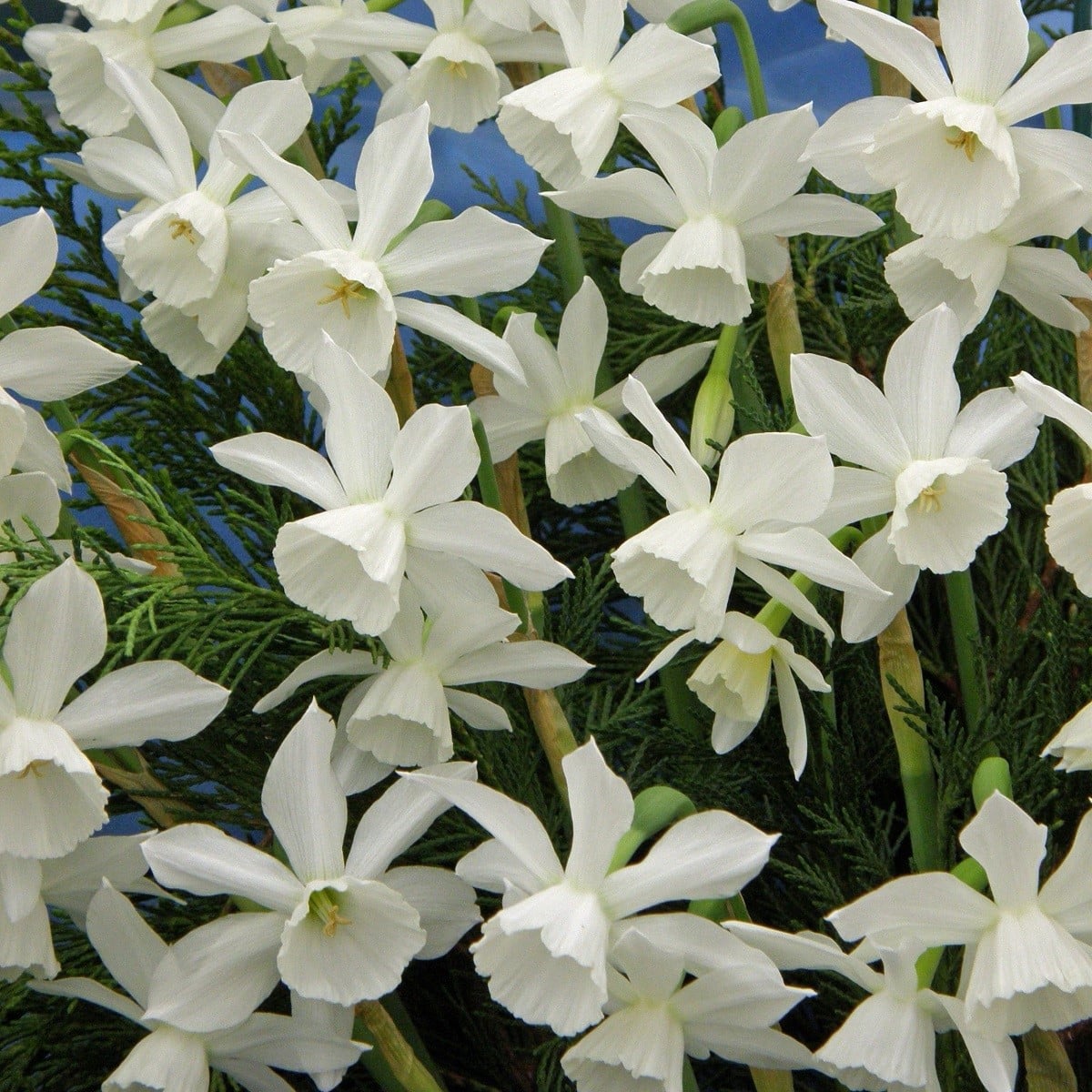 Narcis Thalia - Narcissus - cibule narcisů - 3 ks