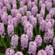 Hyacint Splendid Cornelia - Hyacinthus - cibule hyacintů - 1 ks