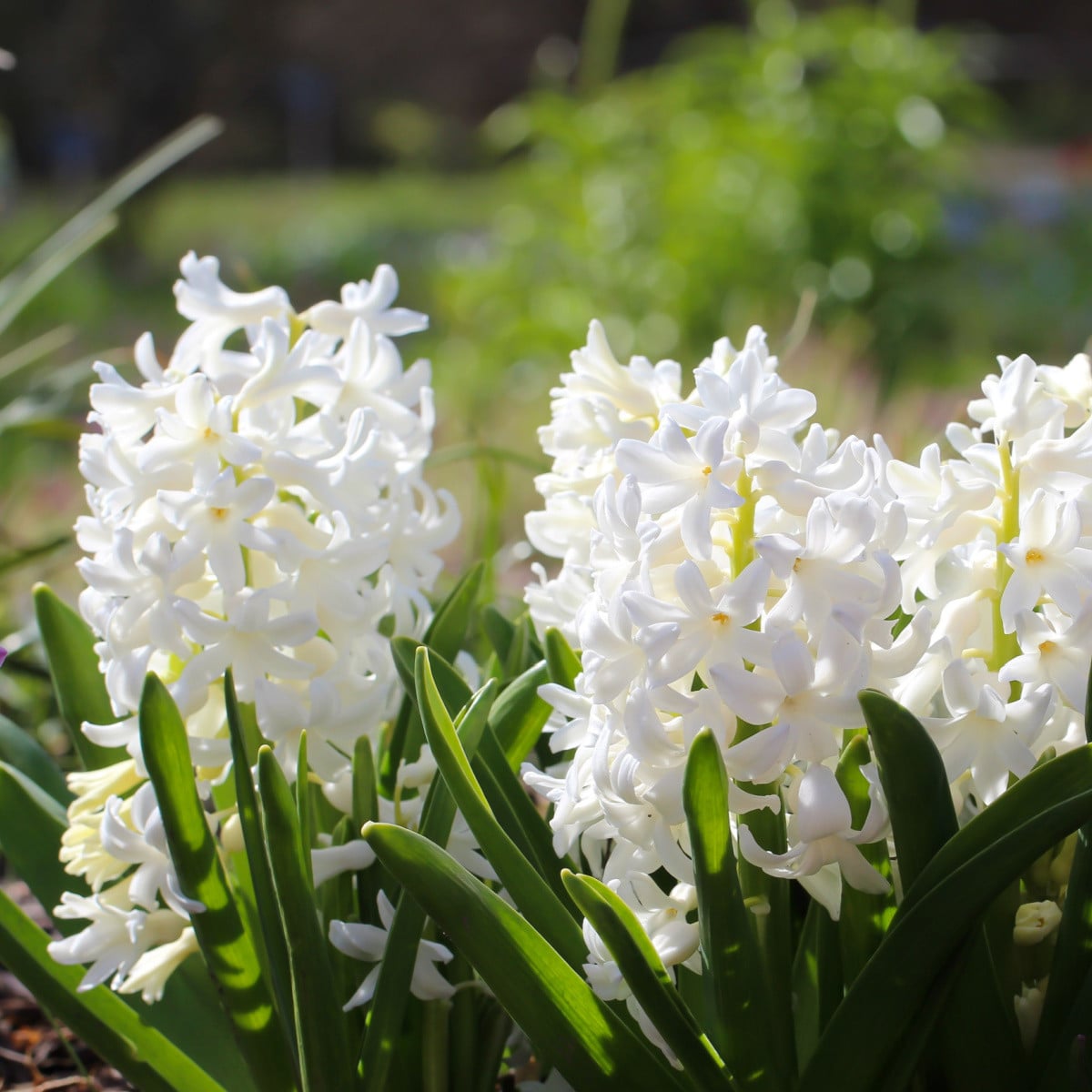 Hyacint Carnegie - Hyacinthus - cibule hyacintů - 1 ks