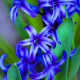 Hyacint modrý Delft Blue - Hyacinthus - cibule hyacintů - 1 ks