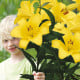 Lilie Yellow Planet - Lilium lancifolium - cibule lilií - 1 ks