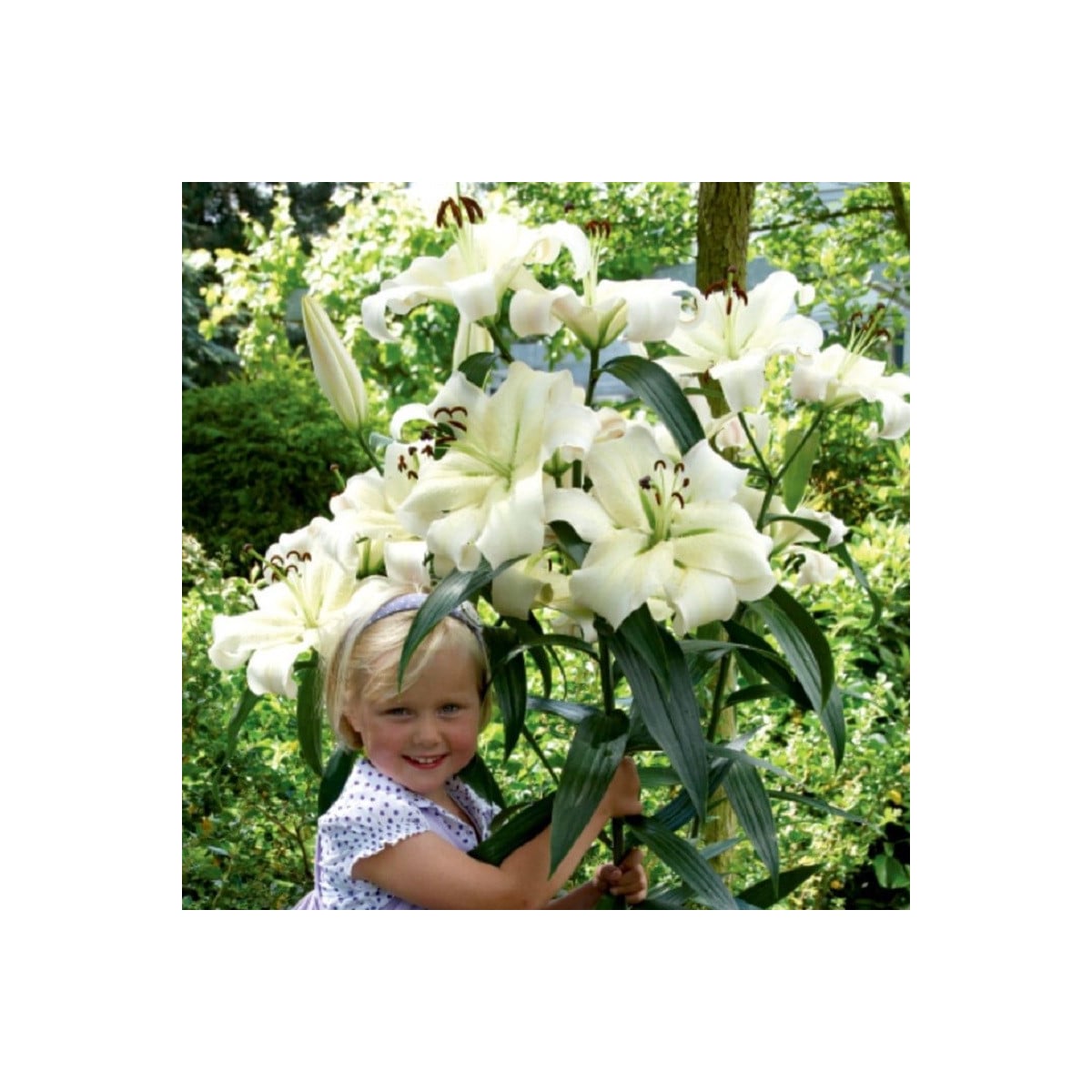 Lilie Pretty Woman - Lilium - cibule lilií - 1 ks