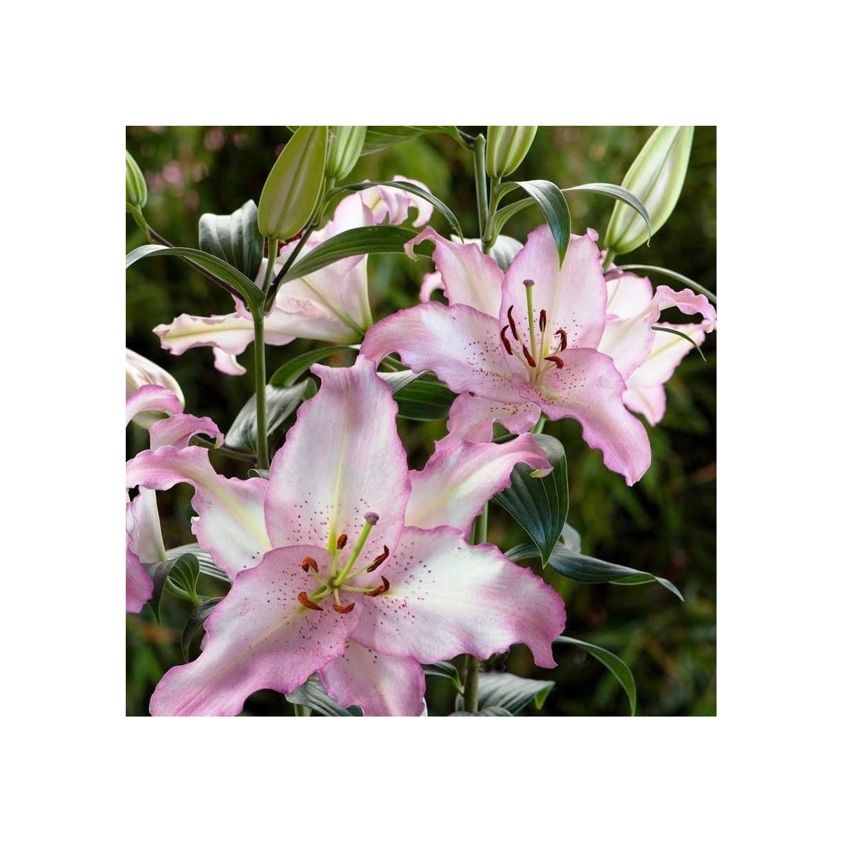 Lilie Brasilia - Lilium - cibule lilií - 1 ks