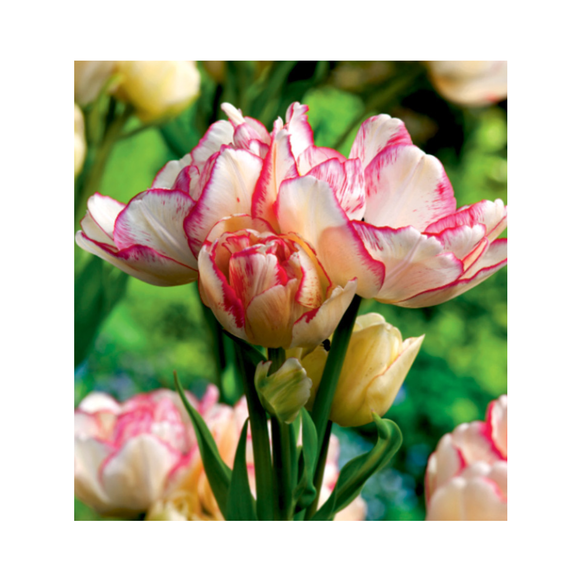 Tulipán Belicia - Tulipa - cibule tulipánů - 3 ks