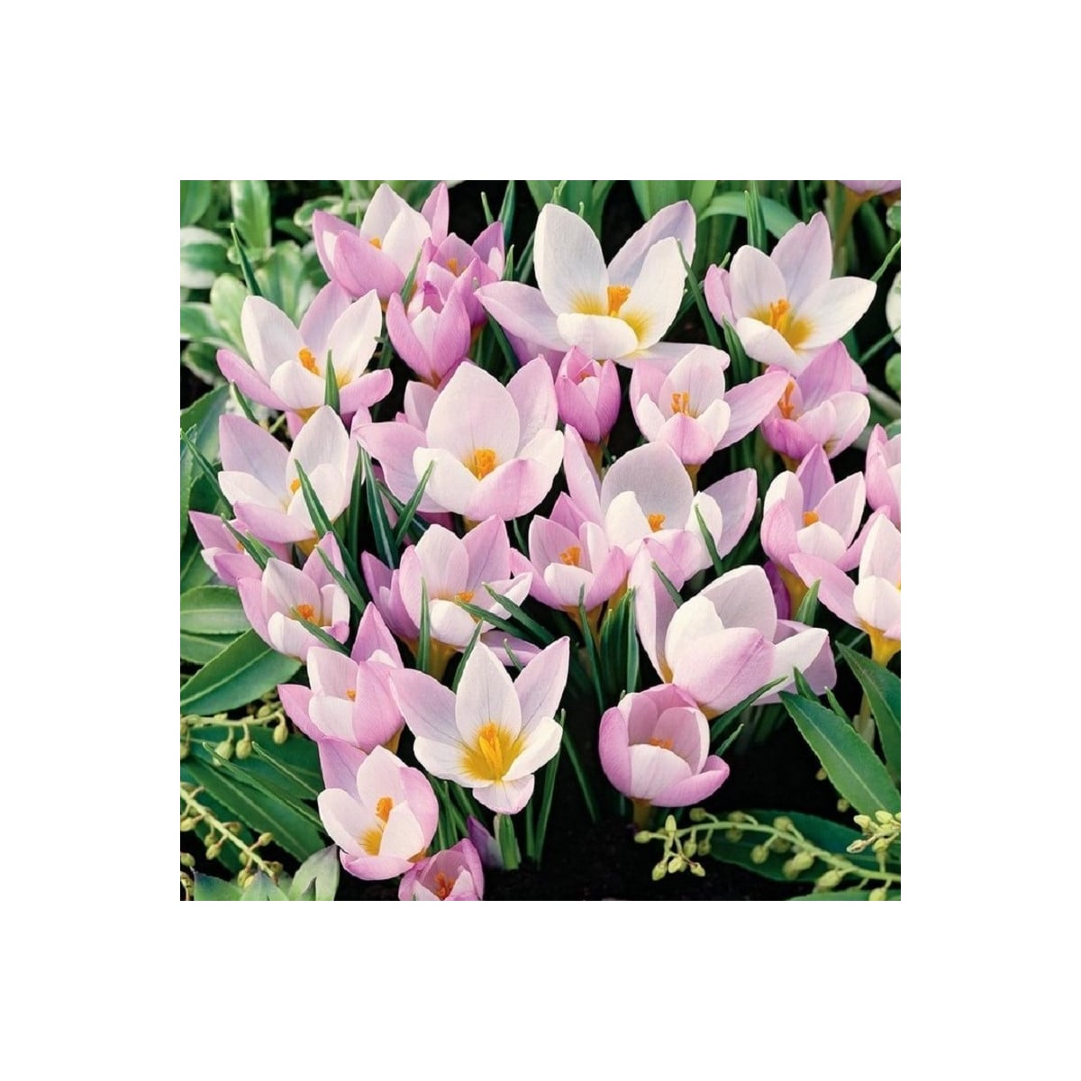 Krokus Firefly - Crocus sieberi - hlízy krokusů - 3 ks
