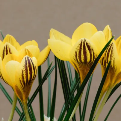 Krokus Gipsy Girl - Crocus chrysanthus - hlízy krokusů - 3 ks