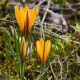 Krokus širokolistý - Crocus angustifolius - hlízy krokusů - 3 ks