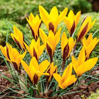 Krokus širokolistý - Crocus angustifolius - hlízy krokusů - 3 ks