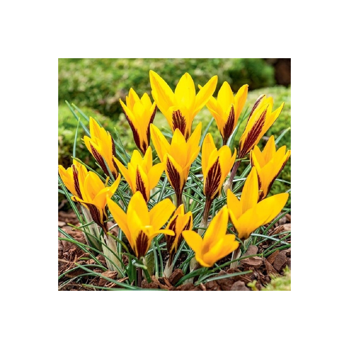 Krokus širokolistý - Crocus angustifolius - hlízy krokusů - 3 ks