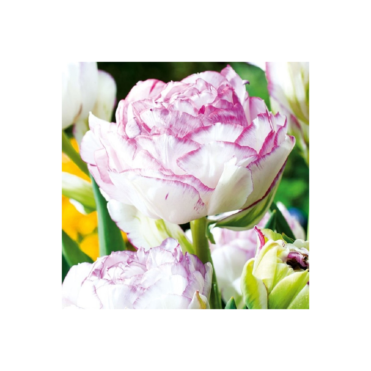 Tulipán Double Touch - Tulipa - cibule tulipánů - 3 ks