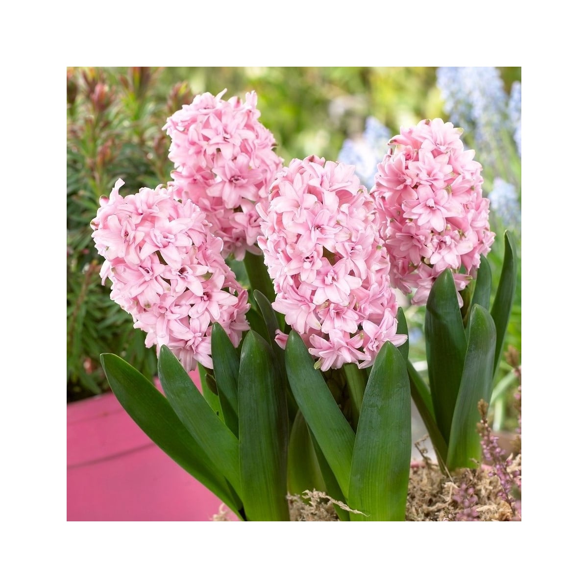 Hyacint plnokvětý Prince of Love - Hyacinthus - cibule hyacintů - 1 ks