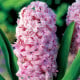 Hyacint plnokvětý Prince of Love - Hyacinthus - cibule hyacintů - 1 ks