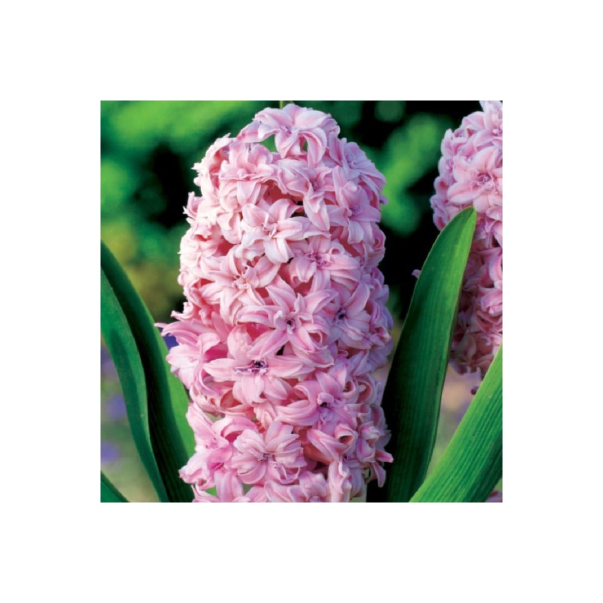 Hyacint plnokvětý Prince of Love - Hyacinthus - cibule hyacintů - 1 ks