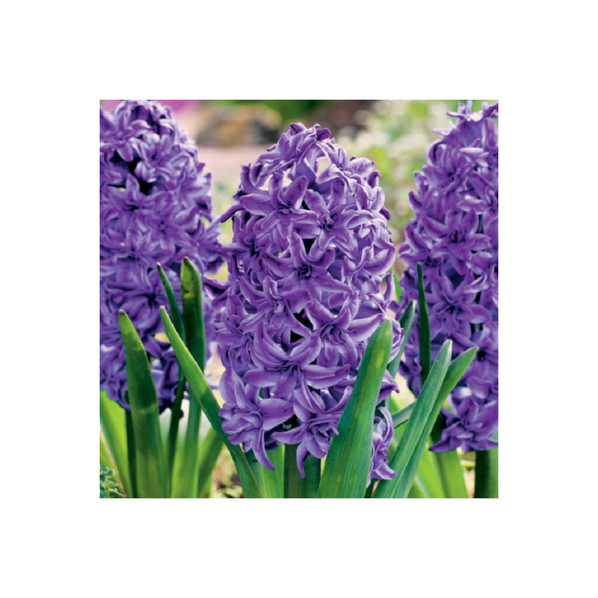 Hyacint plnokvětý Lili Purple - Hyacinthus - cibule hyacintů - 1 ks