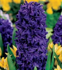 Hyacint Purple Star - Hyacinthus - cibule hyacintů - 1 ks