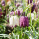 Řebčík kostkovaný - Fritillaria meleagris - cibule řebčíků - 3 ks