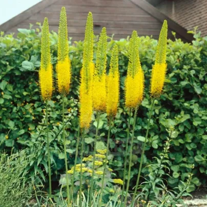Liliochvostec Moneymaker - Eremurus - hlízy liliochvostce - 1 ks