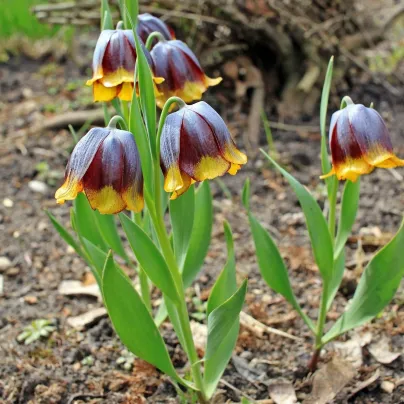 Řebčík Michailovskyi - Fritillaria michailovskyi - cibule řebčíků - 3 ks