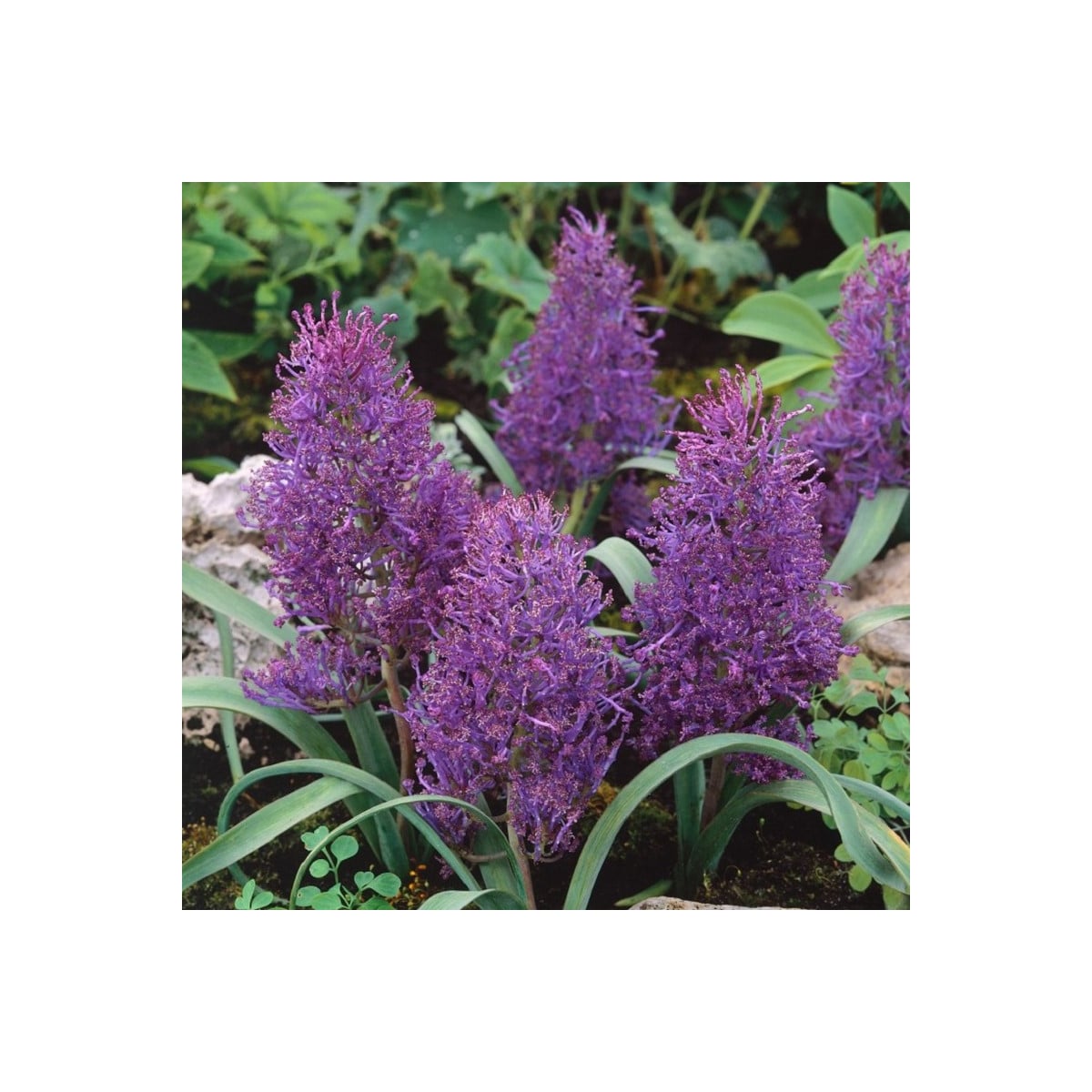 Modřenec Plumosum - Muscari comusum - cibule modřenců - 5 ks