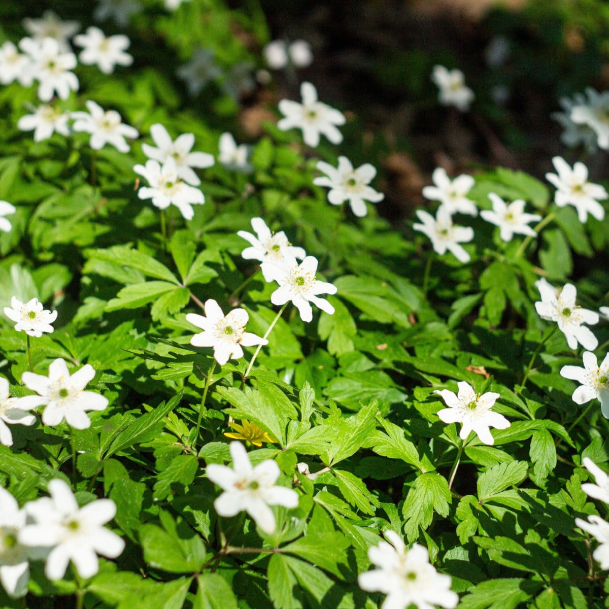 Sasanka hajní - Anemone nemorosa - hlízy sasanky - 2 ks