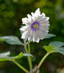 Sasanka Blue eyes - Anemone nemorosa - hlízy sasanky - 1 ks