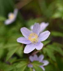 Sasanka Robinsoniana - Anemone nemorosa - hlízy sasanky - 1 ks