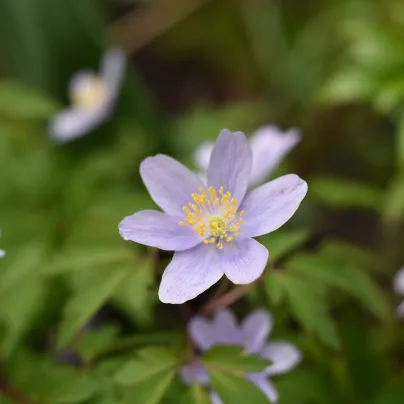 Sasanka Robinsoniana - Anemone nemorosa - hlízy sasanky - 1 ks