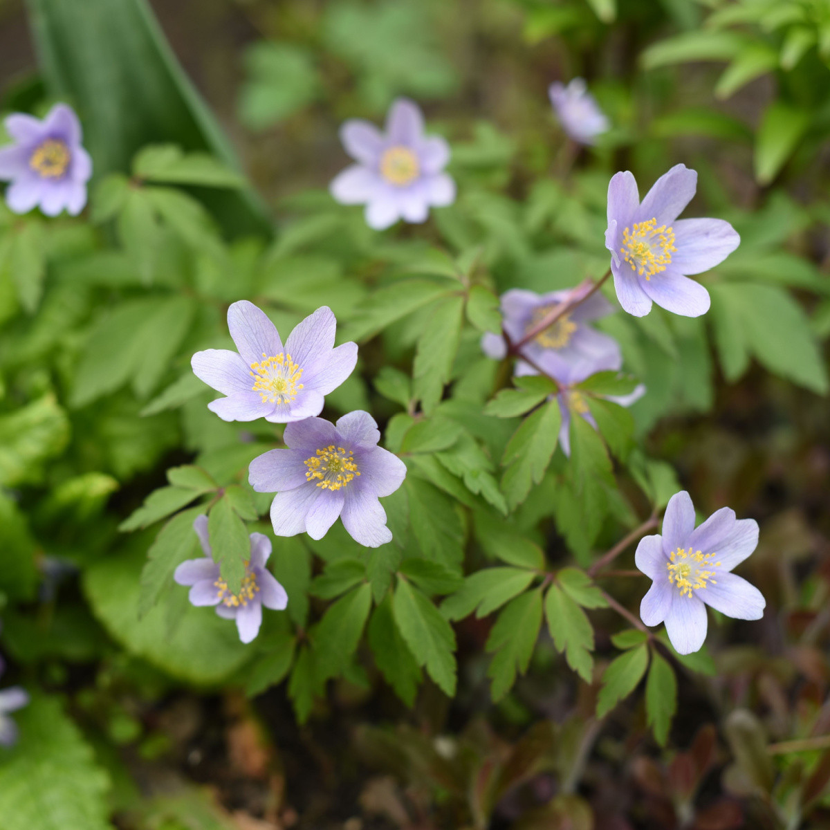 Sasanka Robinsoniana - Anemone nemorosa - hlízy sasanky - 1 ks