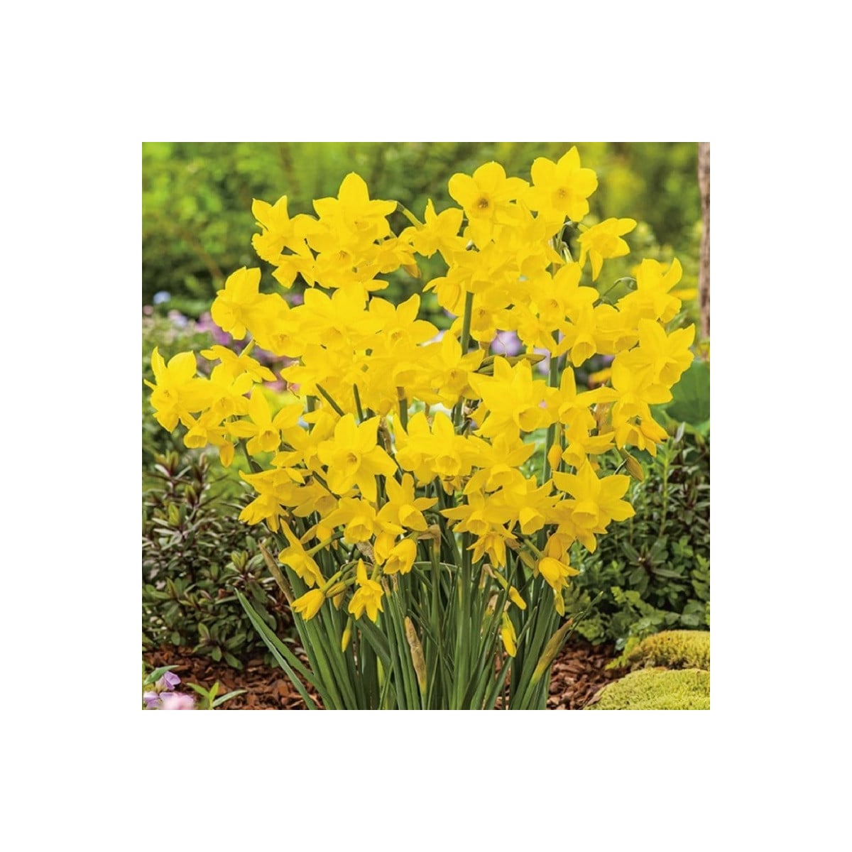 Narcis Quail - Narcissus - cibule narcisů  - 3 ks