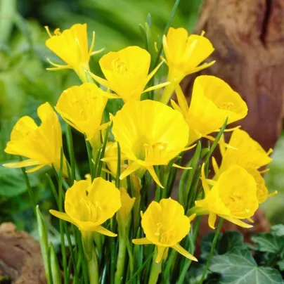 Narcis Golden bells - Narcissus bulbocodium - cibule narcisů - 3 ks