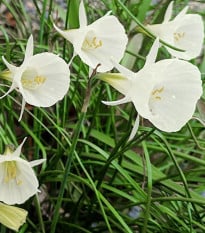 Narcis Artics bells - Narcissus bulbocodium - cibule narcisů - 3 ks