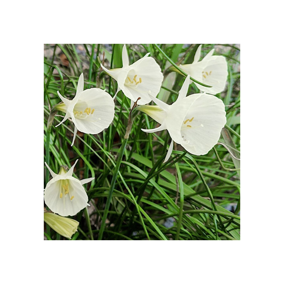 Narcis Artics bells - Narcissus bulbocodium - cibule narcisů - 3 ks