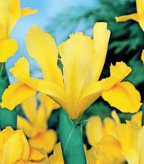 Kosatec holandský Golden Harvest - Iris hollandica - cibulky kosatců - 3 ks